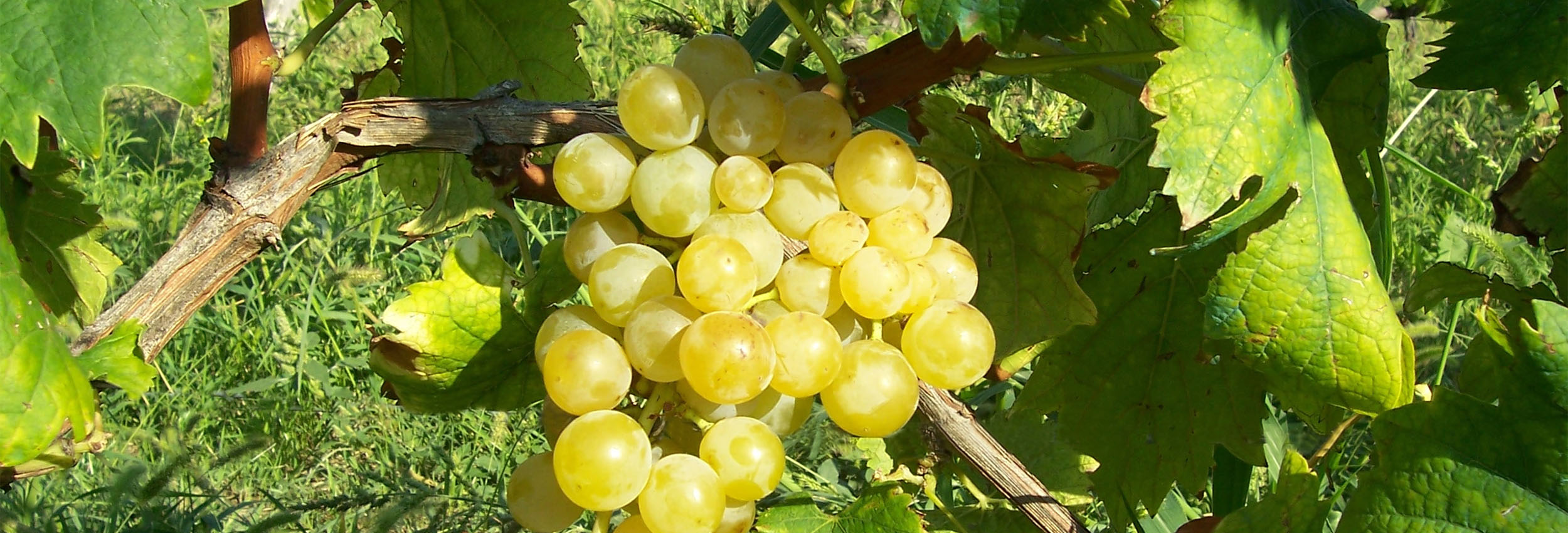 Grappolo di Moscato d'Asti.