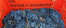 Dolcetto d'Alba appena raccolto.