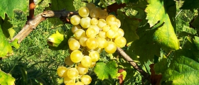 Moscato d’Asti’s grape.