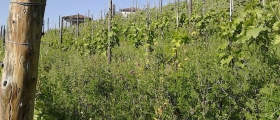 Green manure.