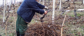 Lavori in vigna.