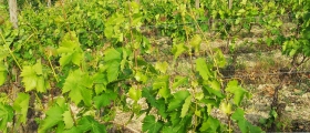 Basal plucking of the buds.