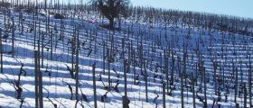 Uno scorcio di una collina in inverno.