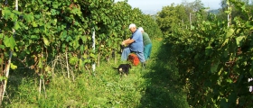 Langhe Freisa's harvest.