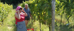 Vendemmia della Langhe Favorita.