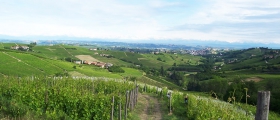 Moscato d’Asti vineyards.