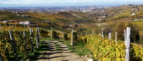 Vigneti di Moscato d'Asti.